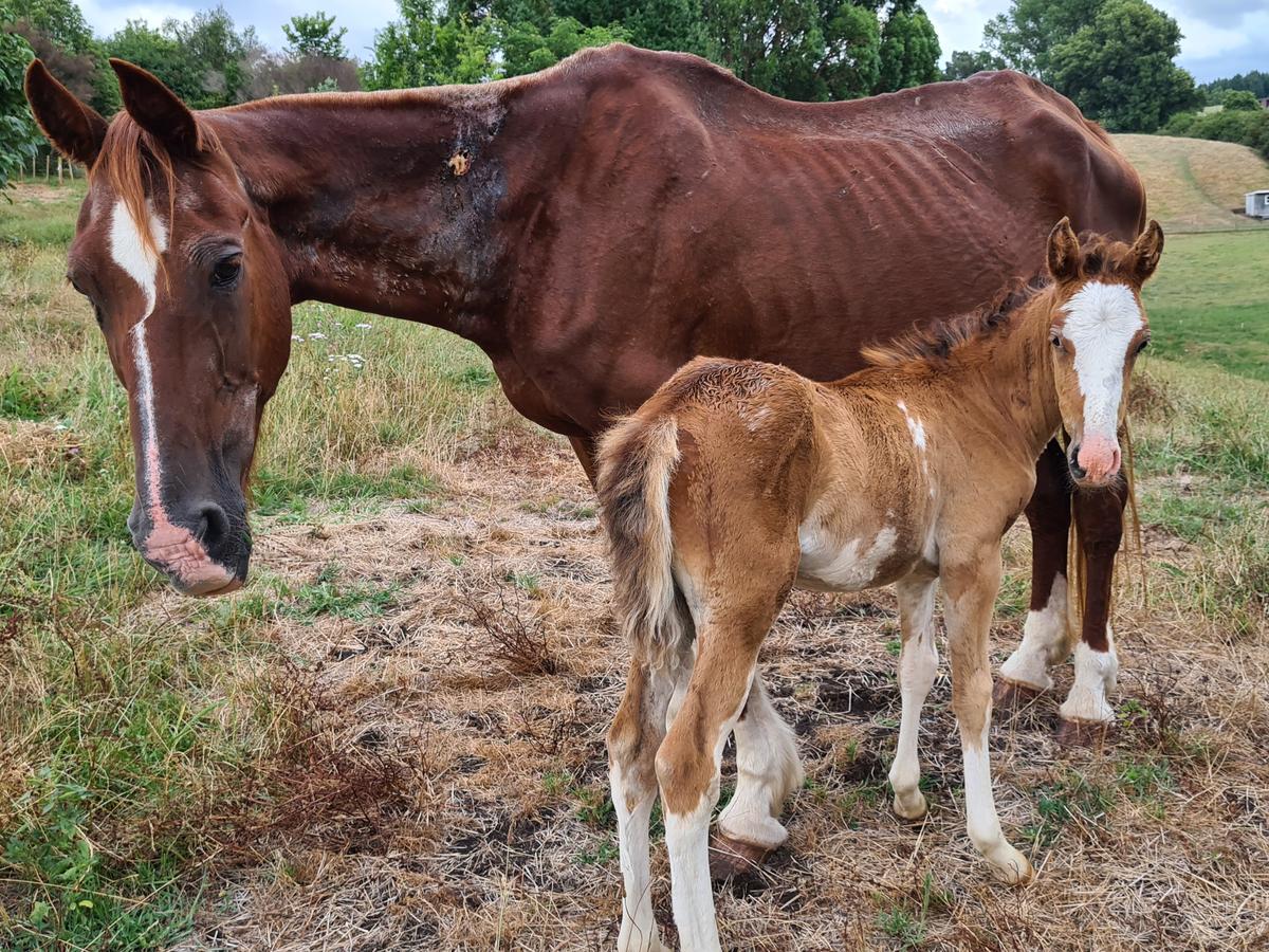 Marvel and her foal a few days after rescue