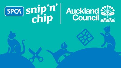 Cat desexing and microchipping campaign launches in eco-sensitive areas of Auckland