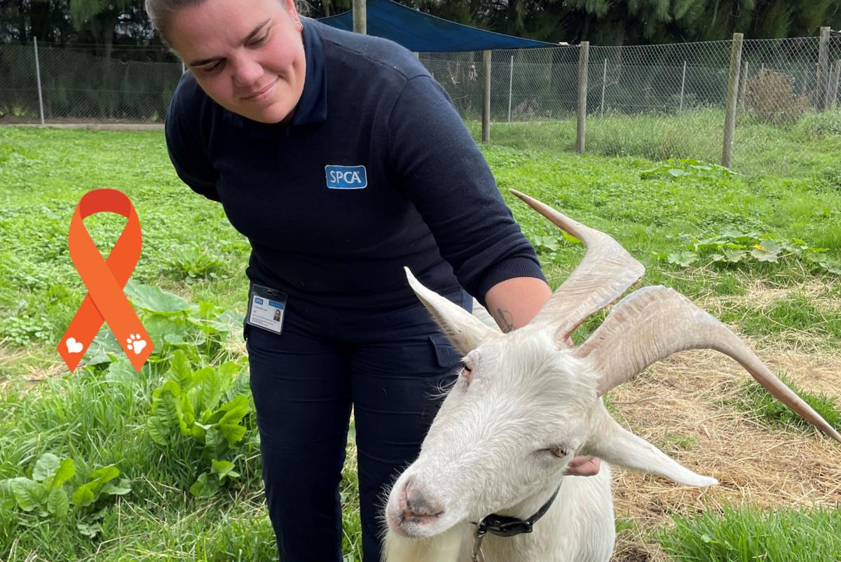 Inspector tales: “Sometimes the best way to help the animals is to help their owners too.”