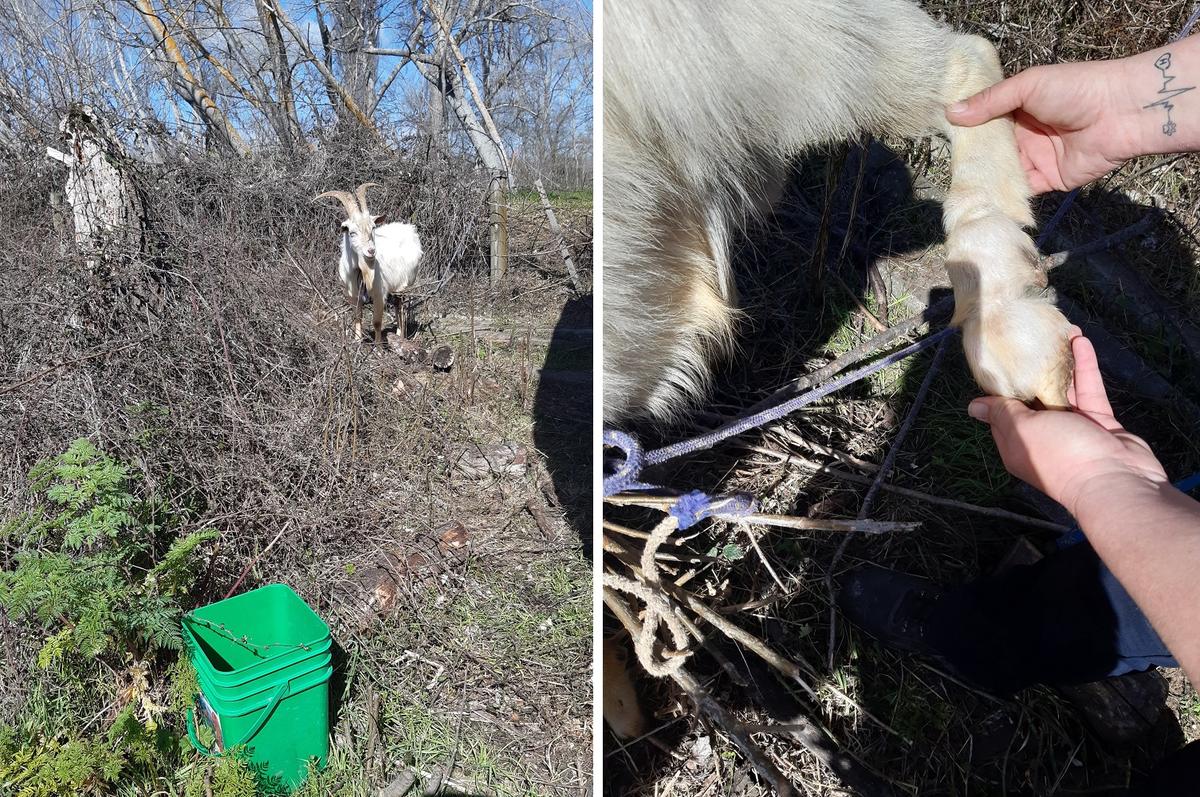 Elvis when Pip first met him, tethered by his ankle