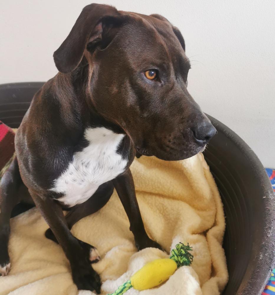 Sheer on arrival at SPCA