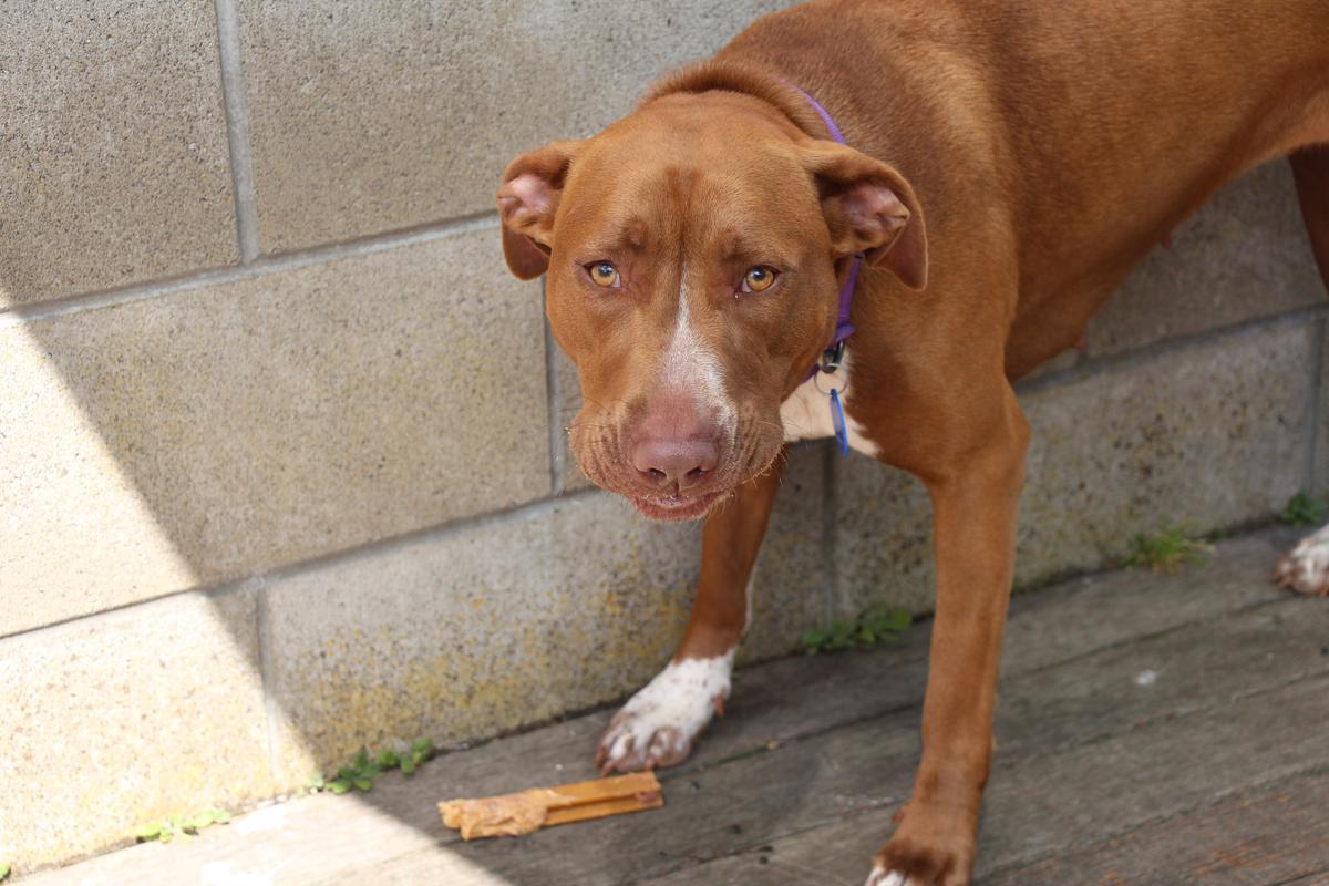 Be vigilant: SPCA’s reminder to pet owners this Easter Weekend