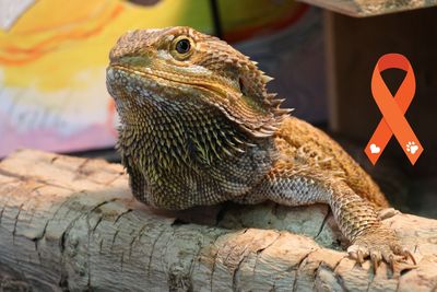 Olive and Lexi’s stories: showing that cruelty prevention is multifaceted 