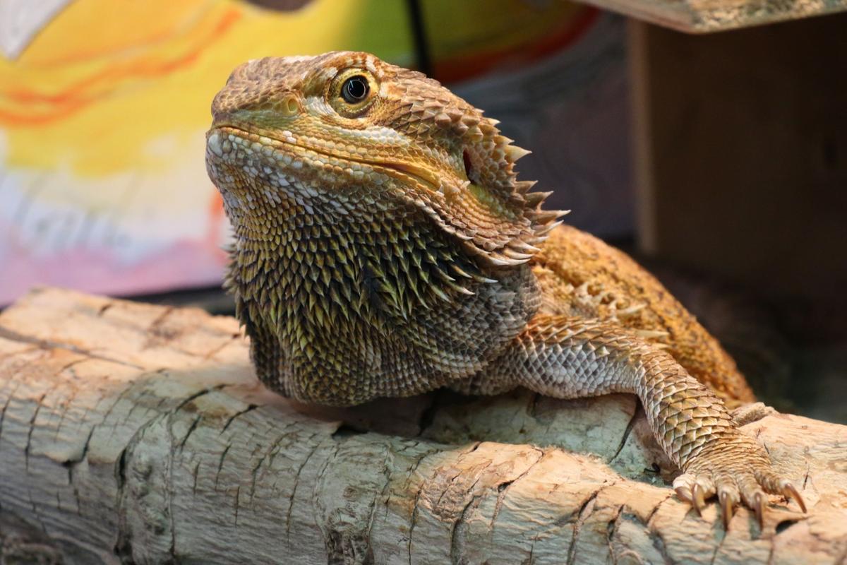 Olive the bearded dragon