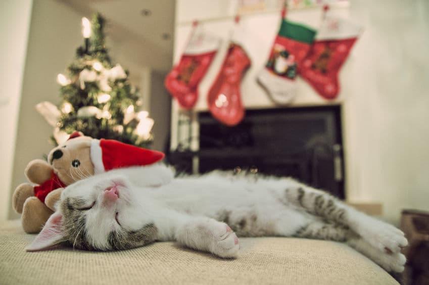 Safety tips for pet owners this Christmas