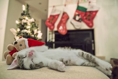 Safety tips for pet owners this Christmas