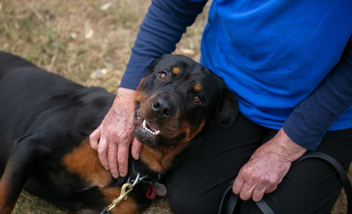 15 different ways you can support SPCA 