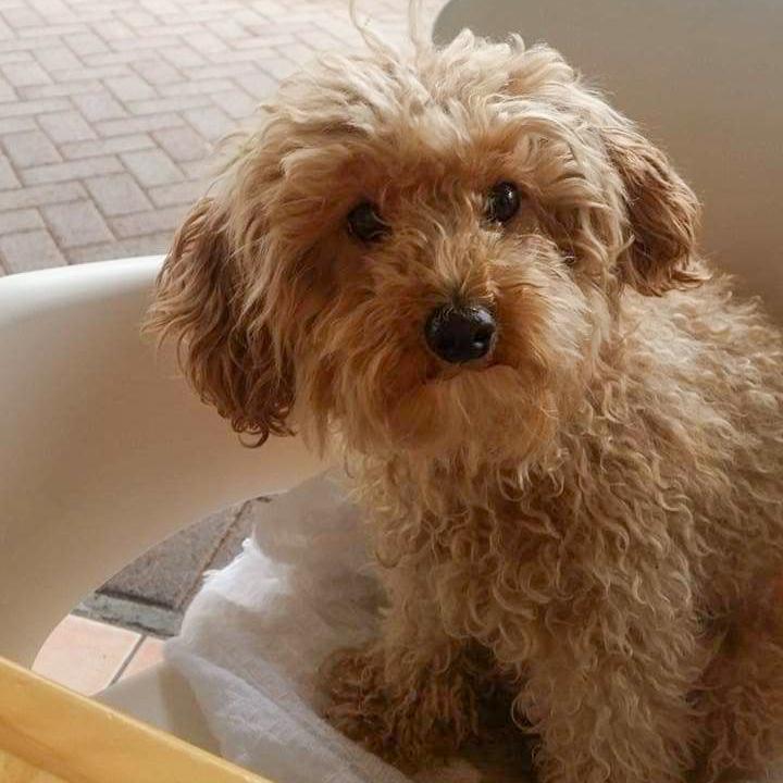 Miniature poodle viciously beaten to death – SPCA prosecutes man