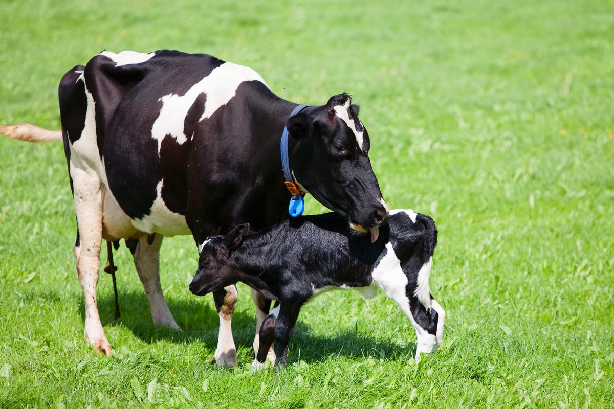 Have your say: help ensure NZ’s dairy cattle have a good life