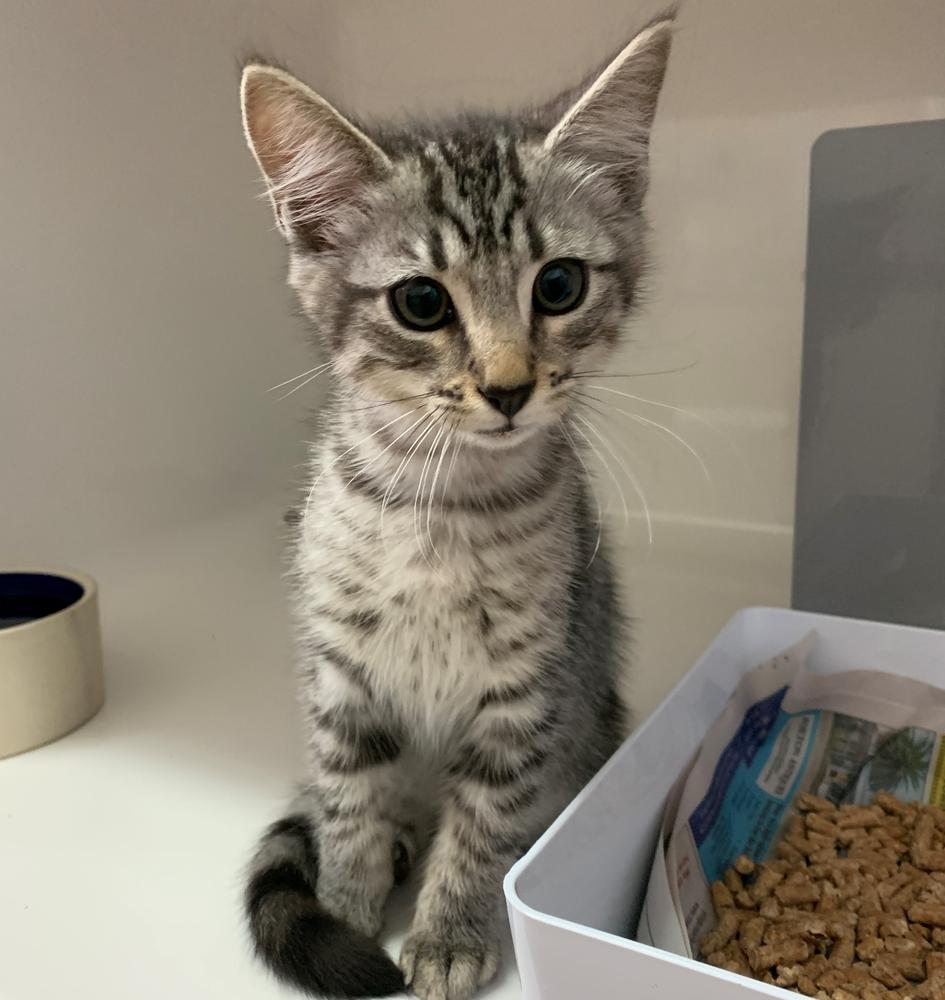 Jak in SPCA Wellington