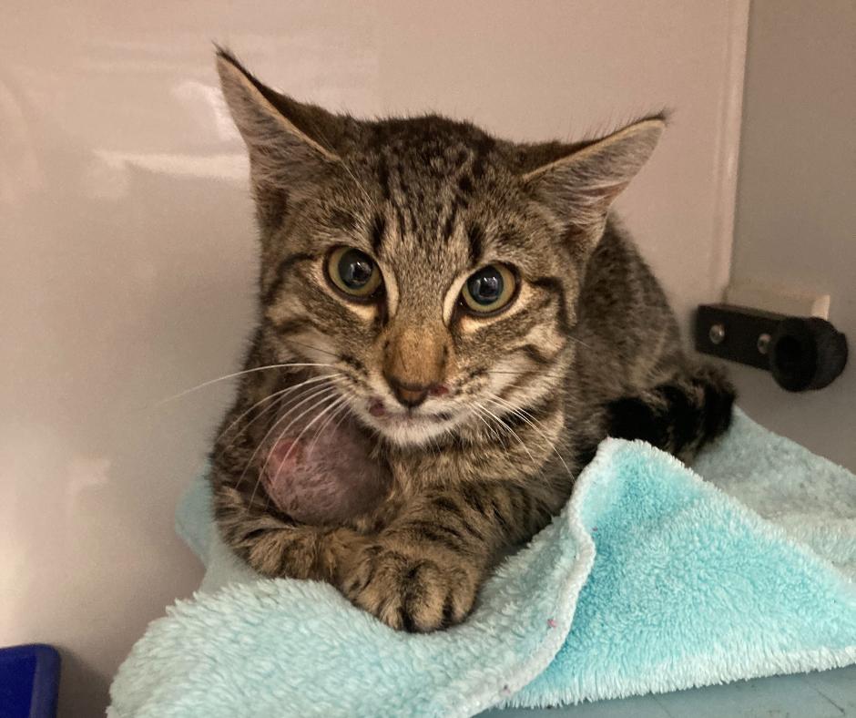 Stu in SPCA's hospital unit