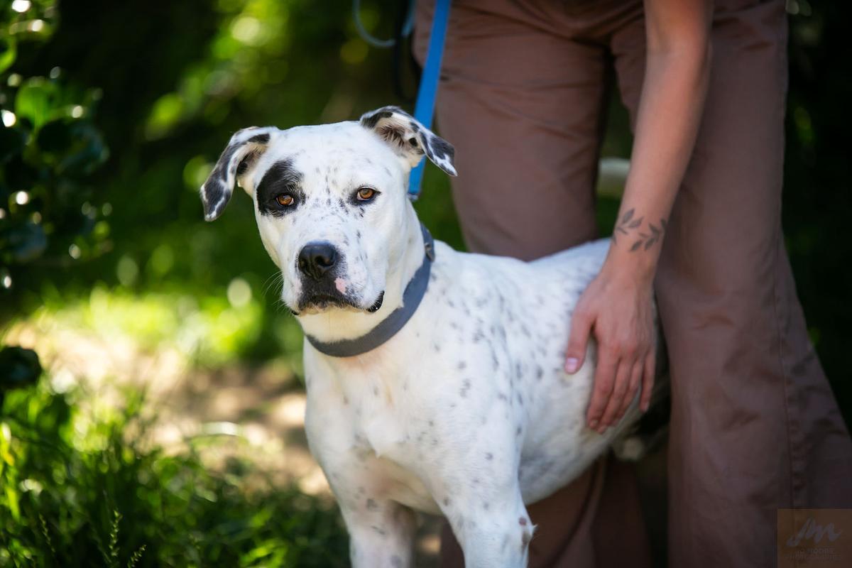 Cruise while he was patiently awaiting adoption