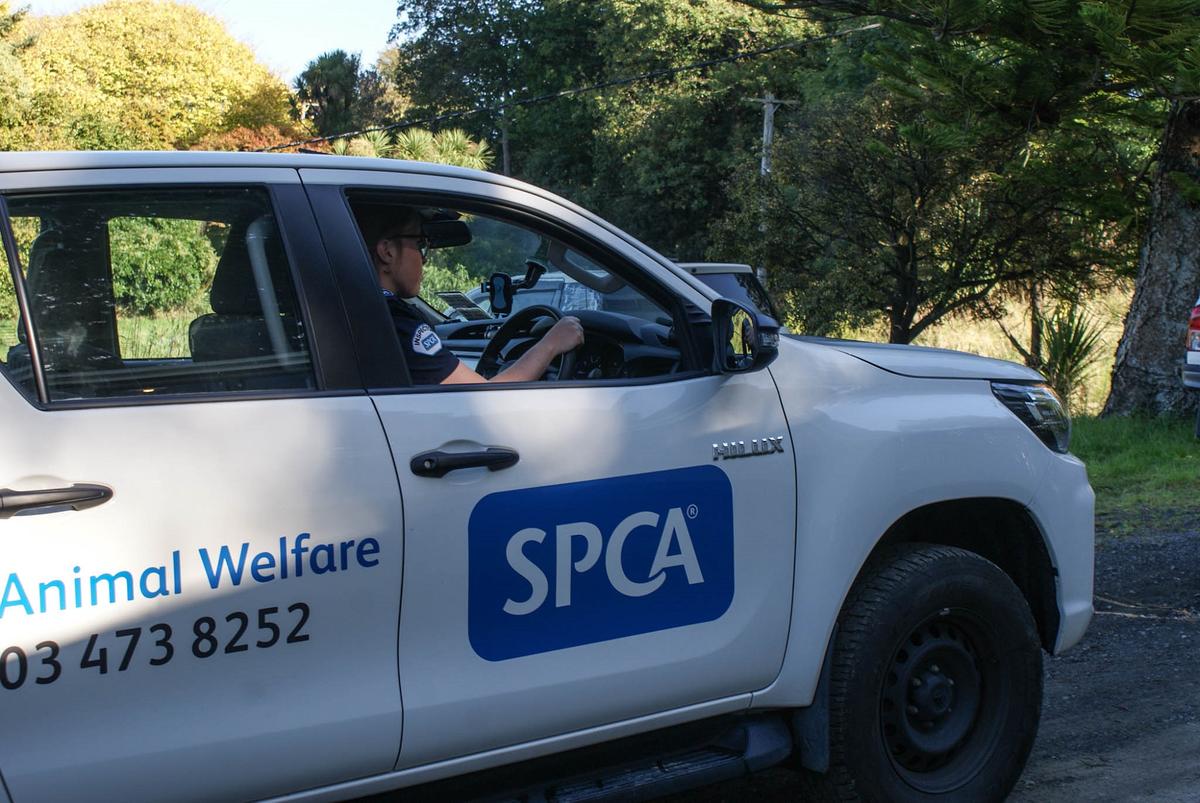 Man prosecuted over ‘cruel and painful’ dehorning of cattle