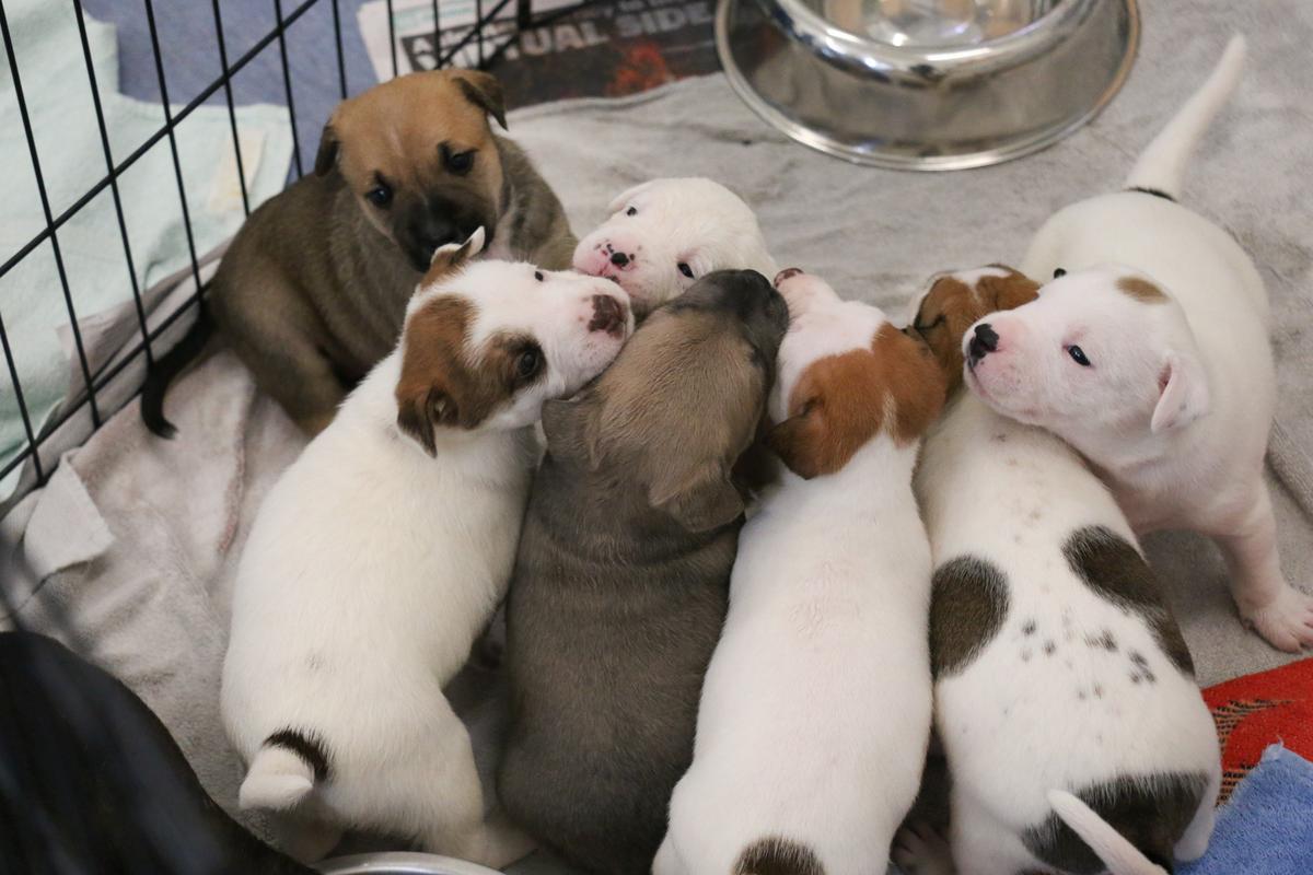 SPCA launches new desexing initiative for animal rescues