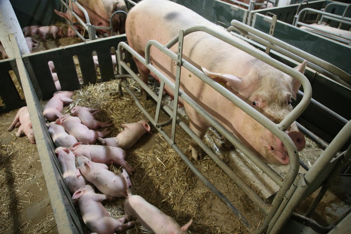 Farrowing crates: Time is ticking to put an end to this "cruel and unnatural" practice
