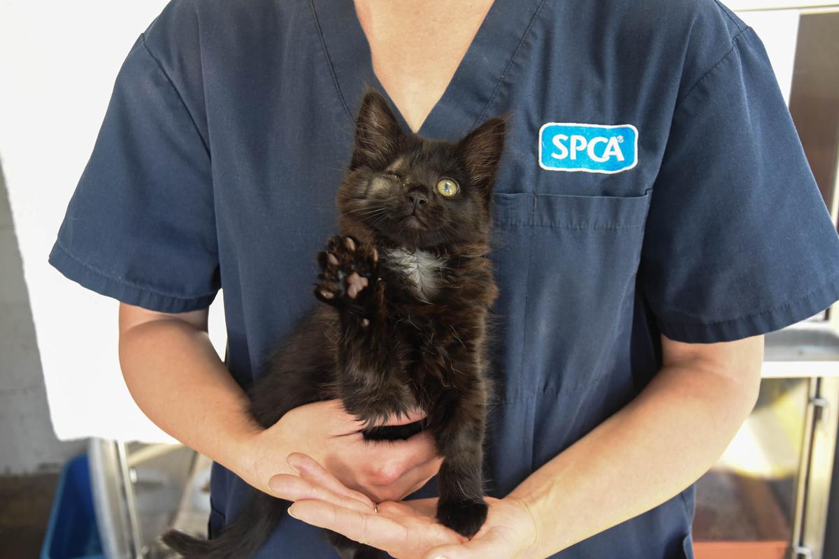 Half-year update: SPCA highlights