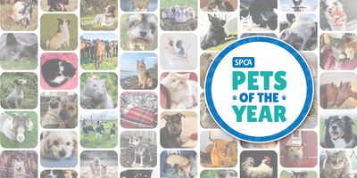 SPCA’s new-look calendar competition: SPCA Pets of the Year 