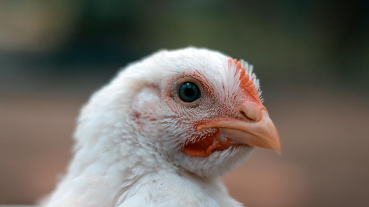 A better life for meat chickens: SPCA calls for New Zealand food businesses to join the Better Chicken Commitment