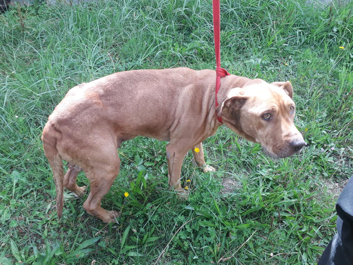 SPCA prosecutes man over dog’s ‘horrific’ maggot-infested wound