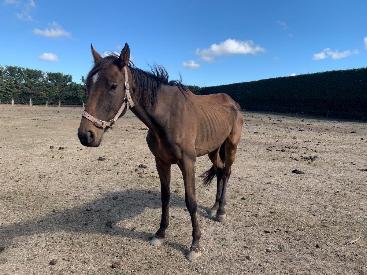 Man who caused animals severe distress before their deaths prosecuted by SPCA