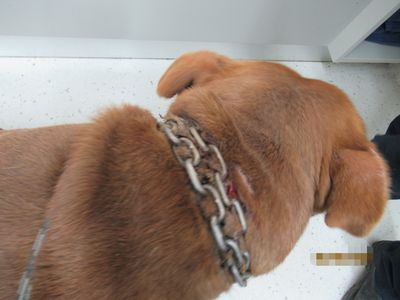 Dreaming of freedom: Ollie's story