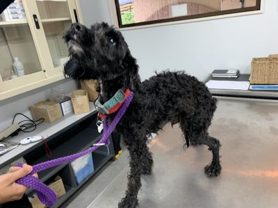 Auckland woman prosecuted for severely neglecting her three dogs