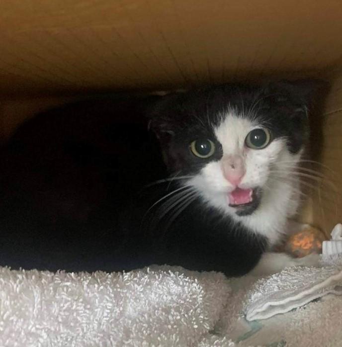 Axel on arrival to SPCA