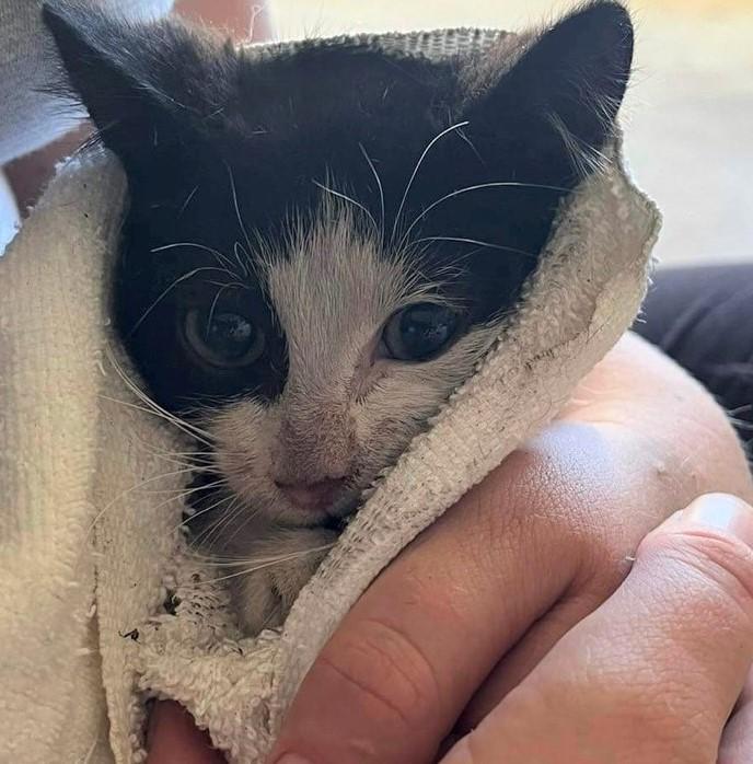 Axel was handled as much as possible to get him socialised