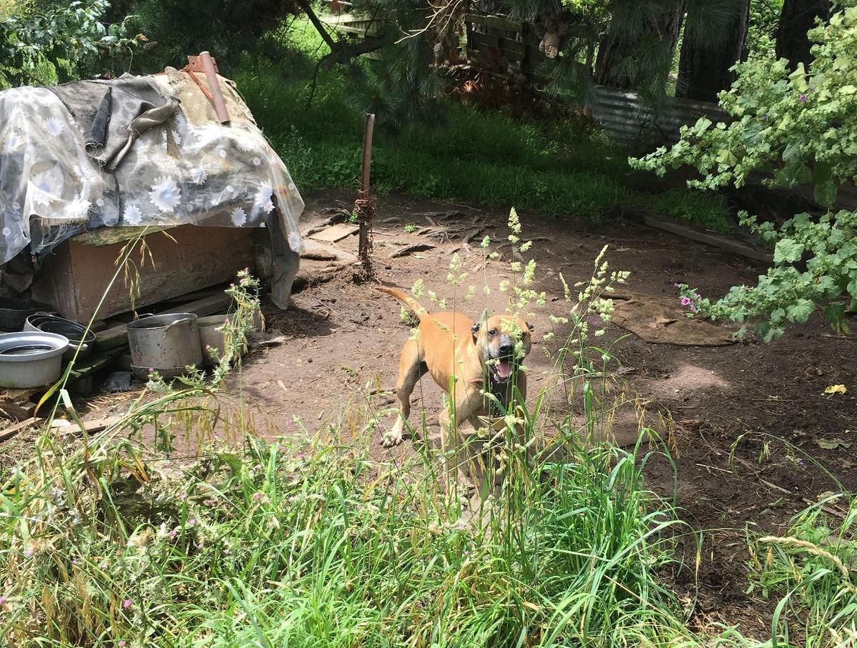 The call goes unanswered: SPCA continues to rally Kiwis to demand change for chained dogs