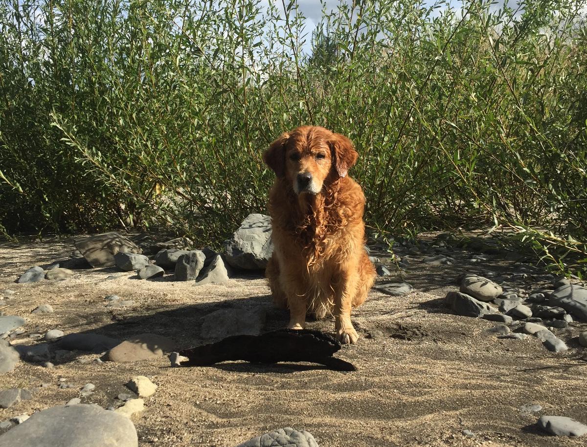 Mountain Valley resident golden retriever Jack loves taking new doggy friends to the river for a swim