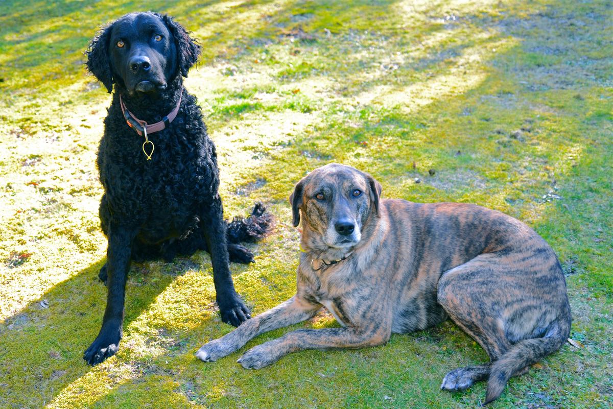 Two dogs who live at The Barn Bed and Breakfast in Dunedin