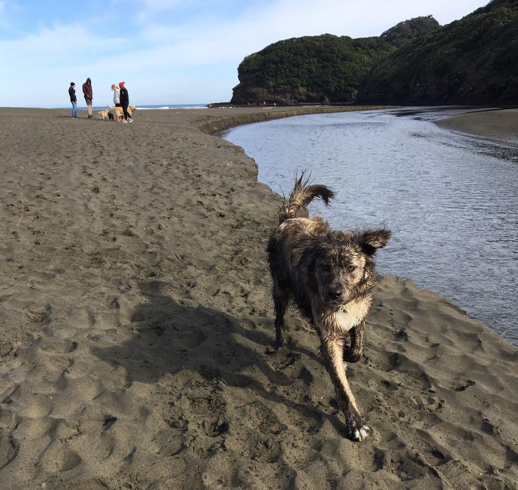 Auckland has some wonderful pet-friendly beaches, but be sure to check the council website for restrictions about on and off-leash times.