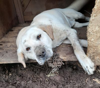 SPCA relieved to hear Petitions Committee recommendation on banning life chaining of dogs  