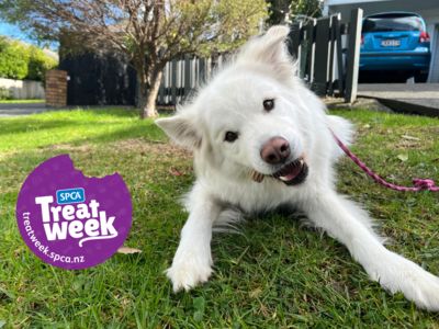 Introducing SPCA Treat Week 