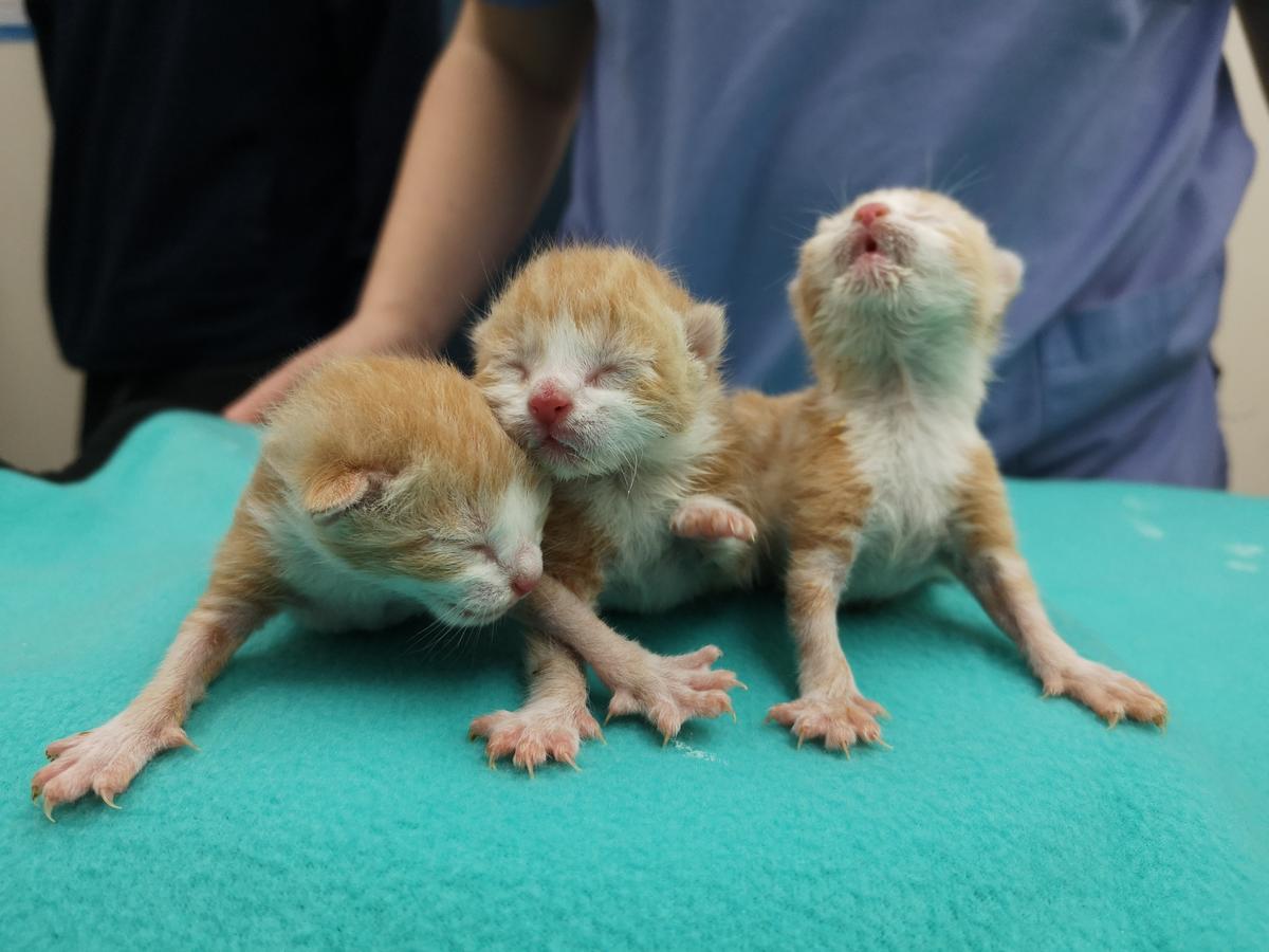 Spring signals fresh vulnerabilities for animals far and wide