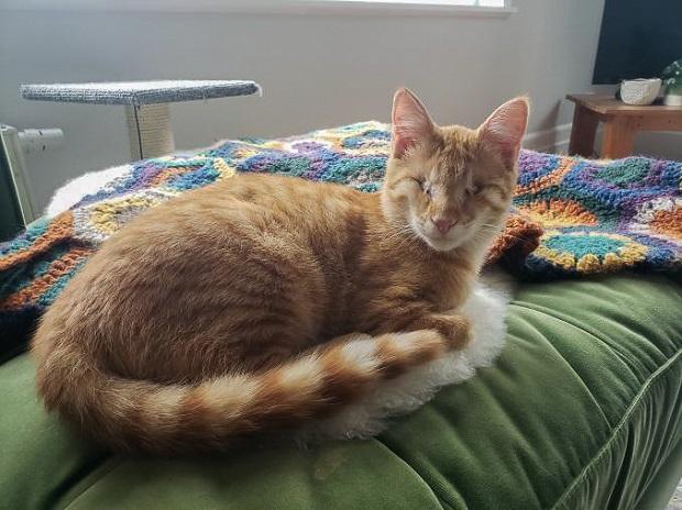 From rescued to rehomed: Dill Pickle’s story