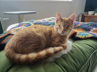 From rescued to rehomed: Dill Pickle’s story