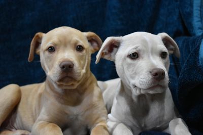 SPCA's longest staying pets of 2022