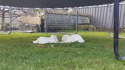 Success Story: Badru and Bon Bon