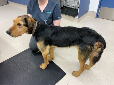 From rescued to rehomed: Bear’s Story