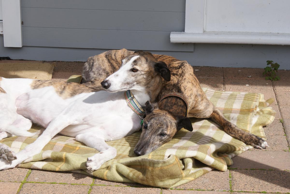 Greyhounds make great pets - not bets!