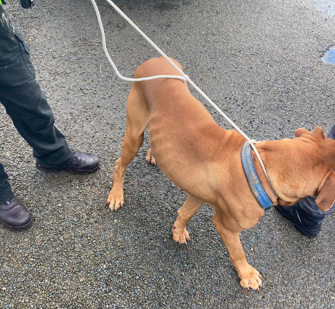 SPCA frustrated by repeat offender who breached animal ban multiple times 