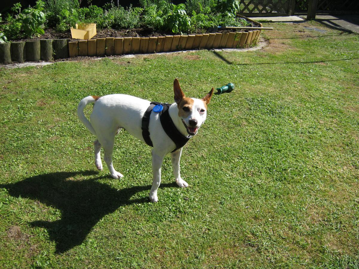 Jamima, one of Albie and Anne's foster fails - she is now a permanent part of their family