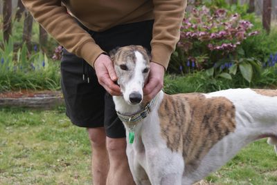 Greyhounds - a life after racing