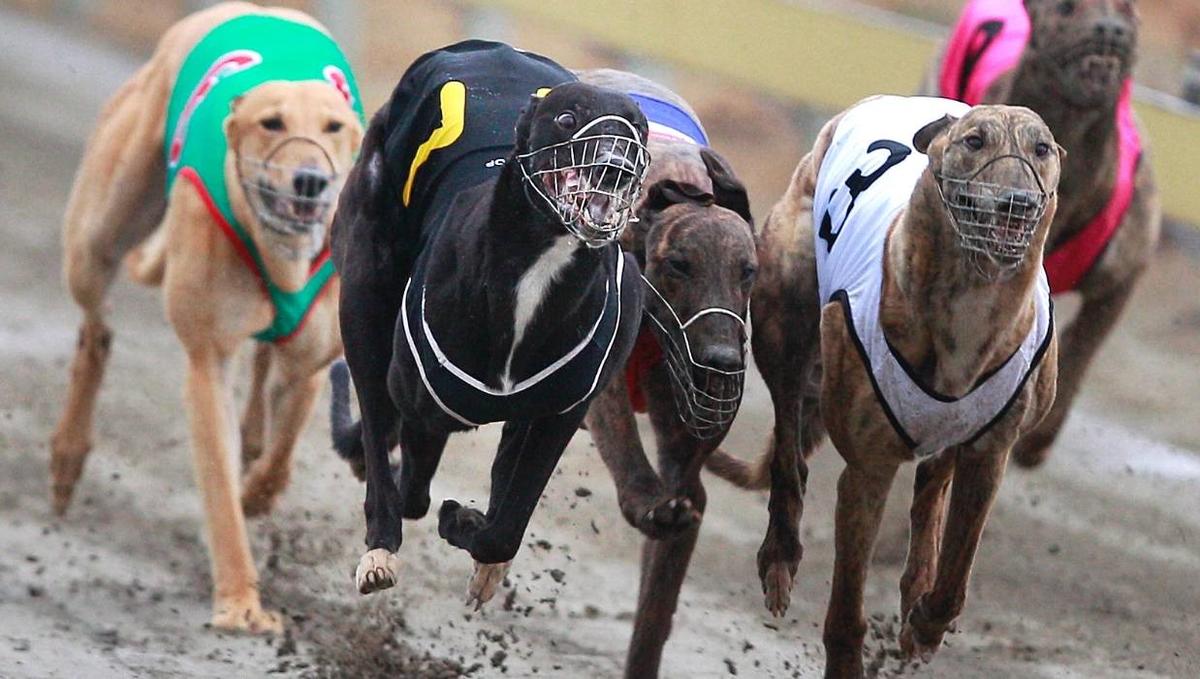 Greyhound racing - a survey of New Zealand opinion