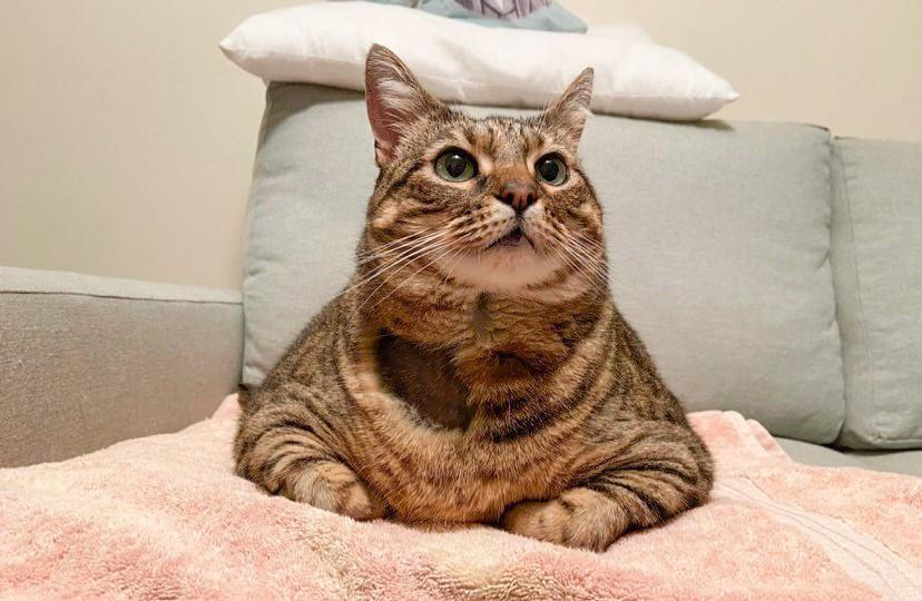 Pet obesity: A very big problem and the animals affected