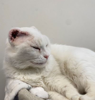 From rescued to rehomed: Rufus's story