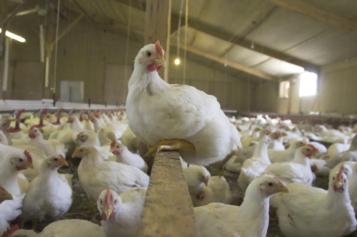 More Kiwi businesses back a better life for chickens