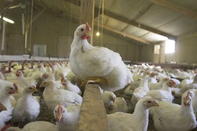 More Kiwi businesses back a better life for chickens