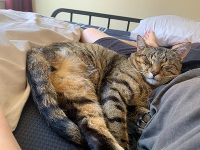 Three feline foster journeys, three ways